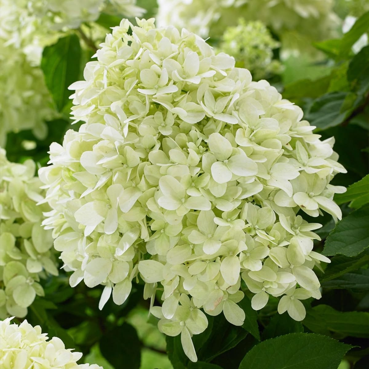 Hortensia Little Spooky