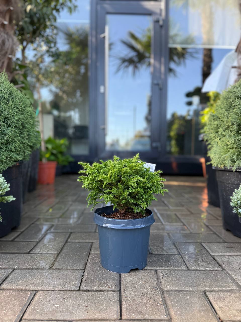 Cryptomeria Green Pearl