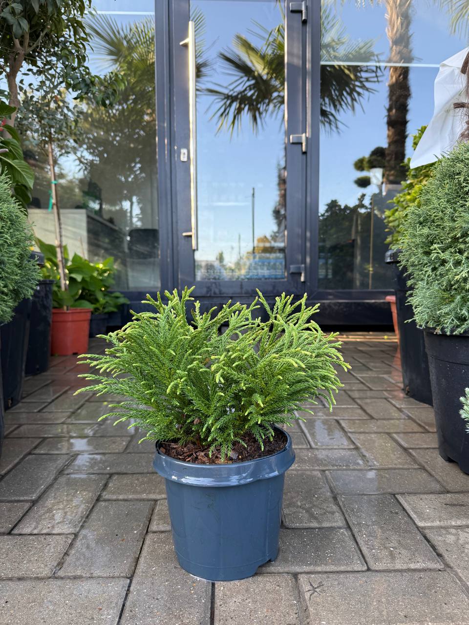 Cryptomeria Little Champion
