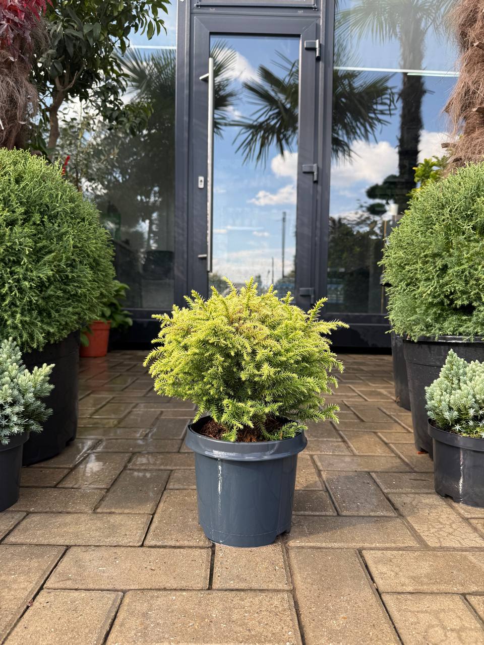 Cryptomeria Vilmorin Gold