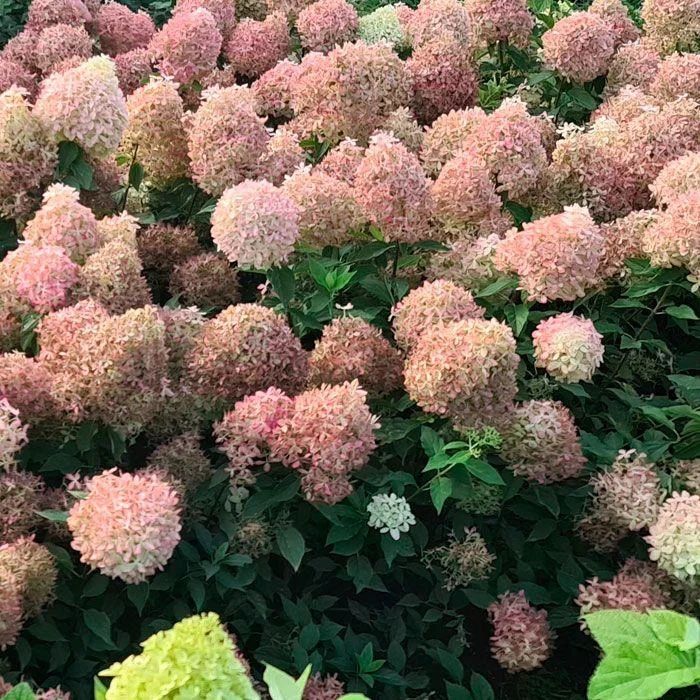Hortensia Pixio - imagine 3