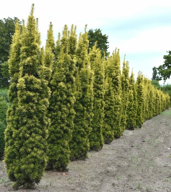 Taxus David - imagine 3