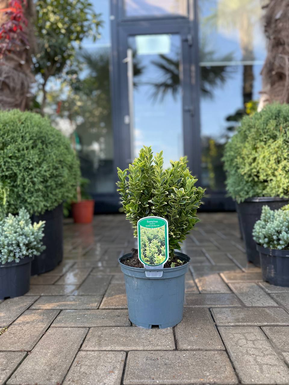 Euonymus Golden Rocket