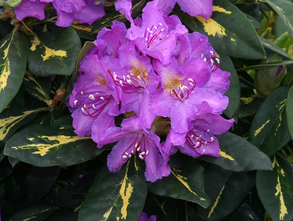 Rododendron Goldflimmer