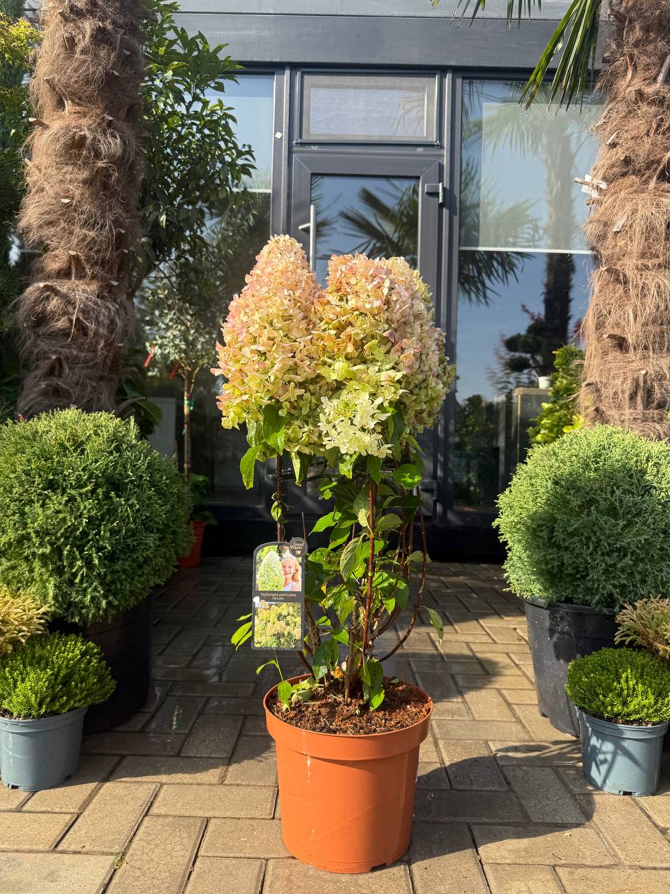 Hortensia Hercules