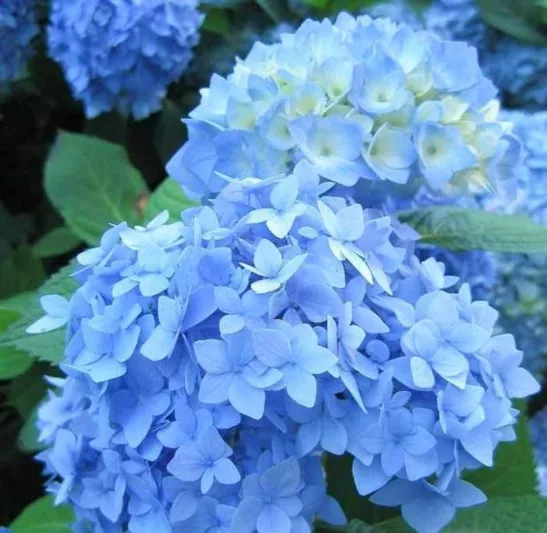 Hortensia Nikko Blue
