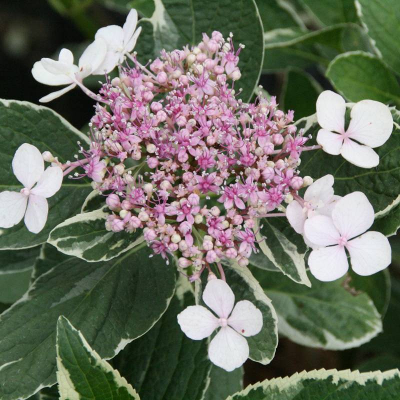Hortensia Teller Variegated - imagine 3