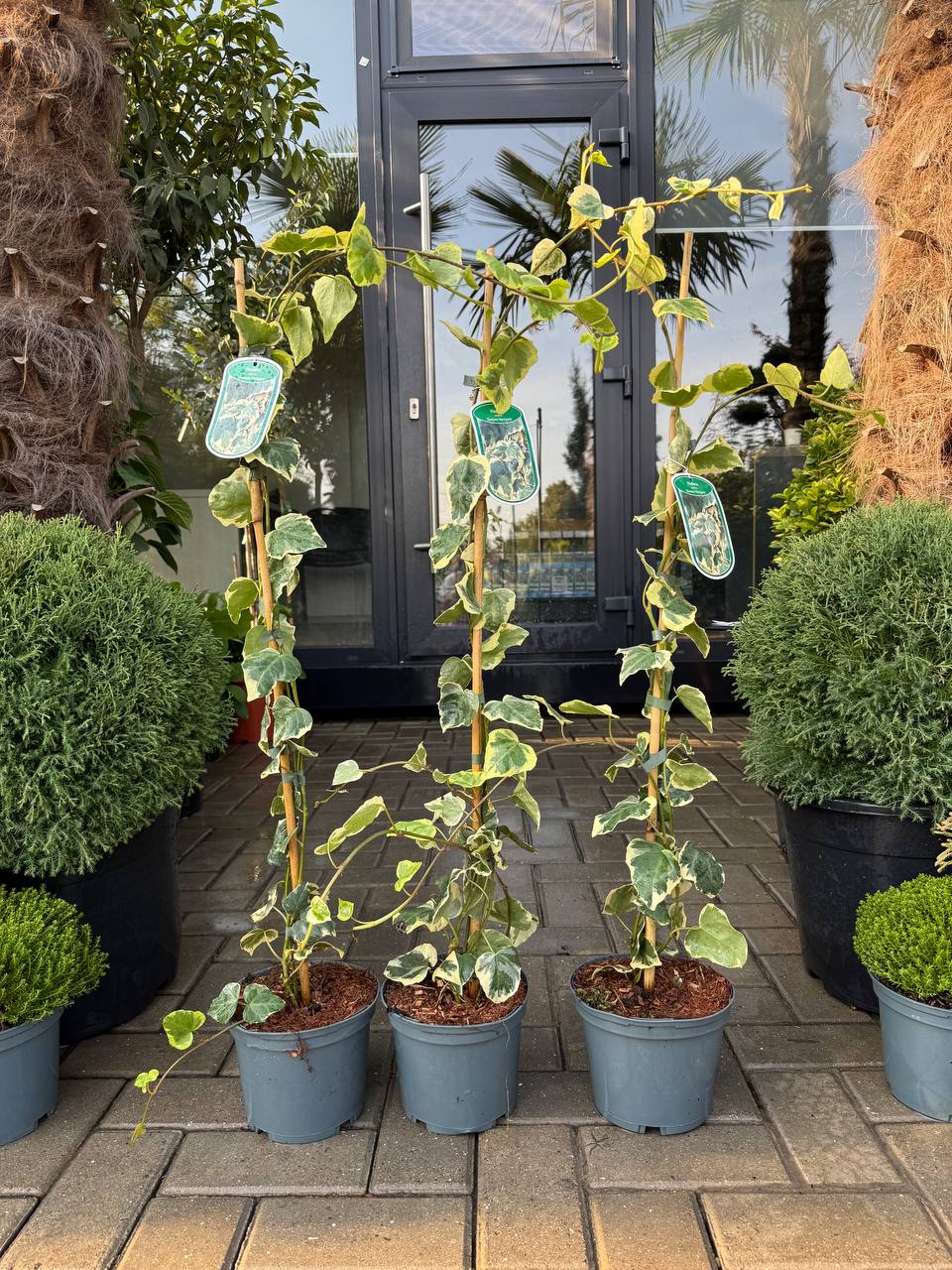 Iedera Dentata Variegata