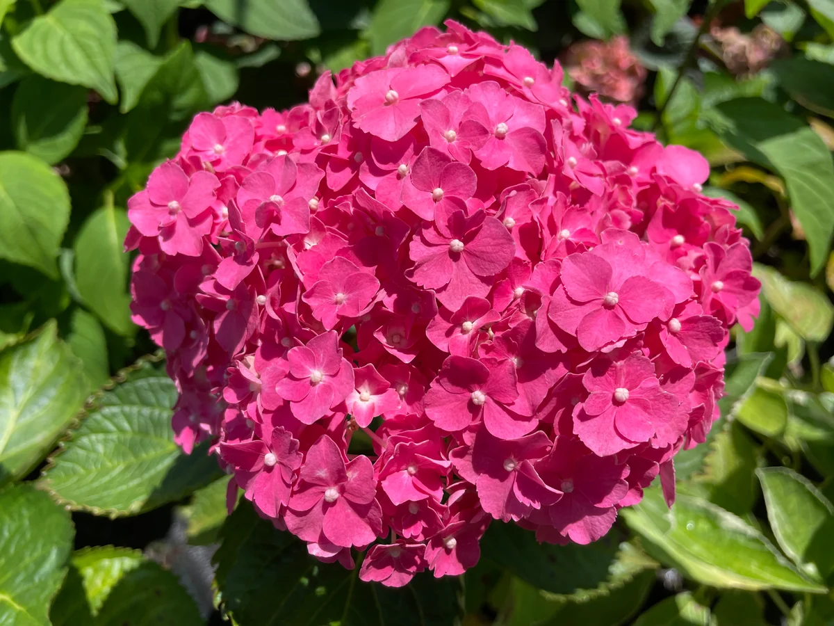 Hortensia Pia