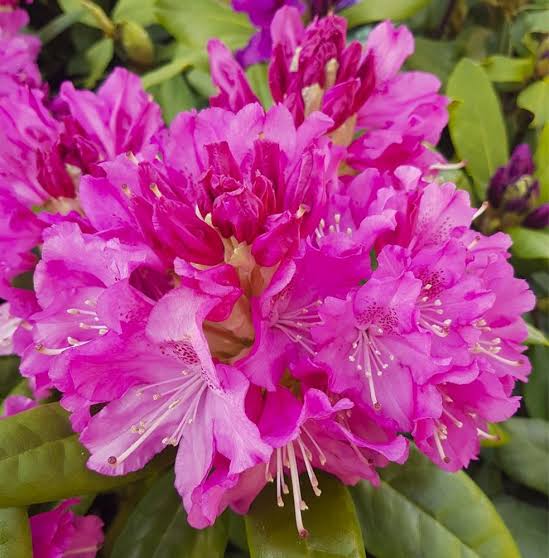 Rododendron Pink Lady