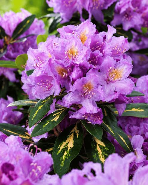 Rododendron Goldflimmer - imagine 3