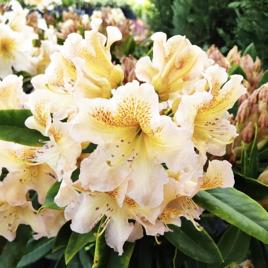 Rododendron Elsie Straver