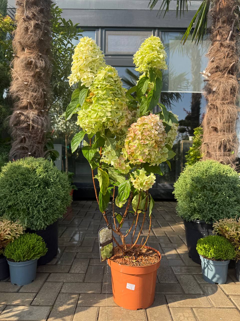 Hortensia Magical Candle
