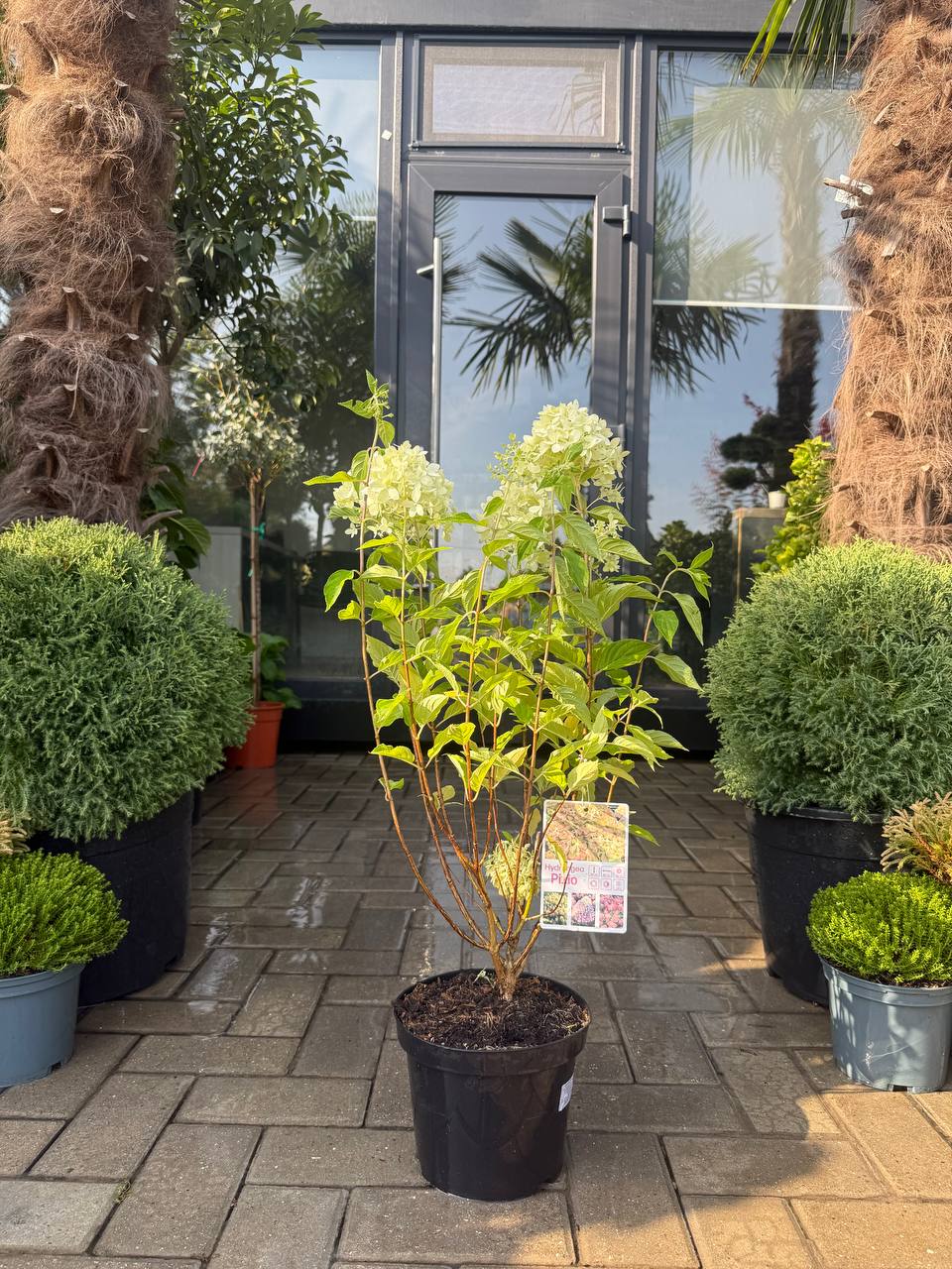 Hortensia Pixio