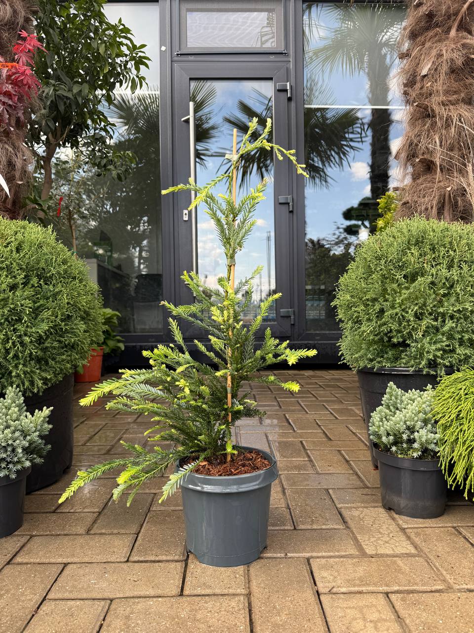 Arborele Sequoia Adpressa