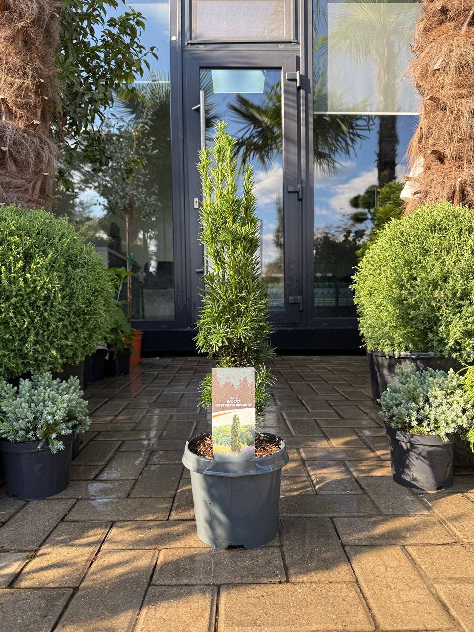 Taxus Media Hilii