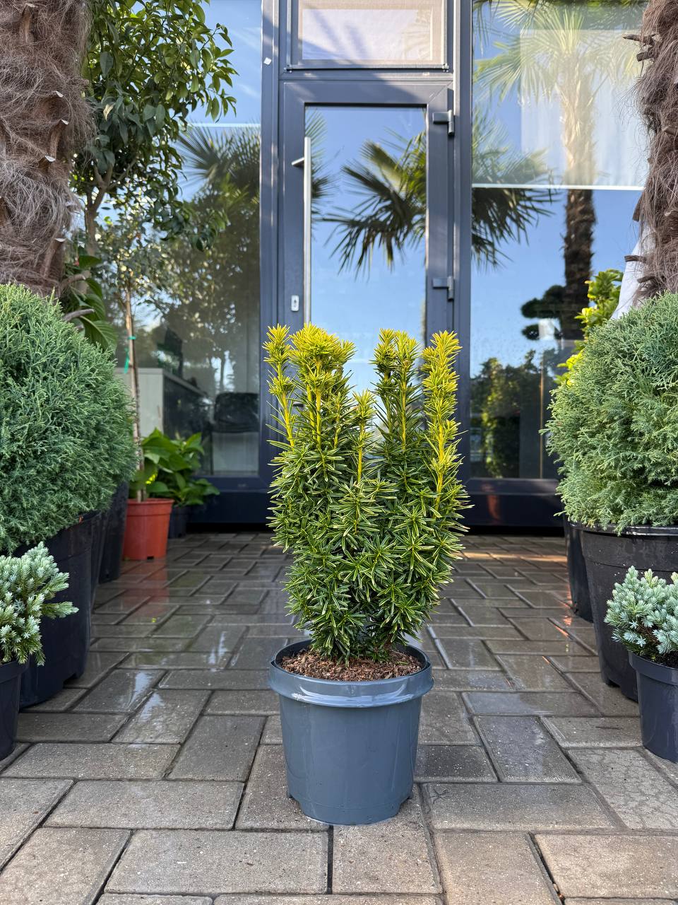 Taxus David