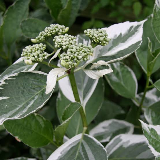 Hortensia Teller Variegated
