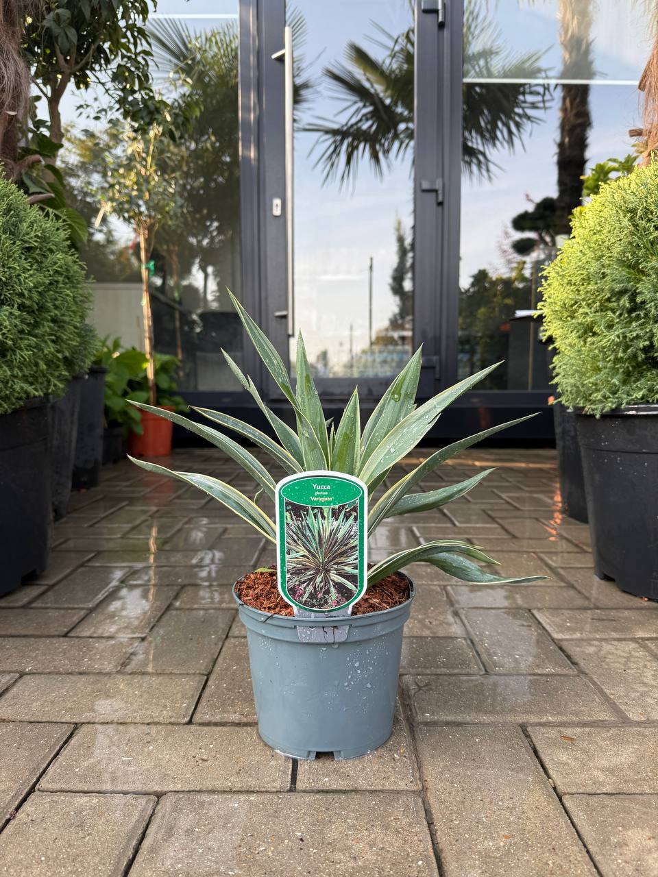 Yucca Variegata