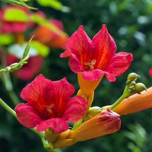 Campsis Madame Galen