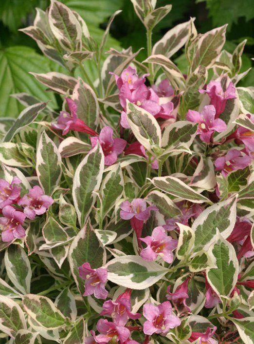 Weigela Monet Verweig