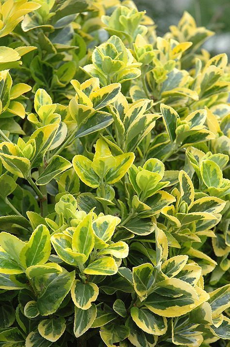 Euonymus Aureomarginatus pe picior