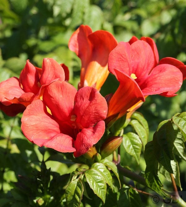 Campsis Flamenco