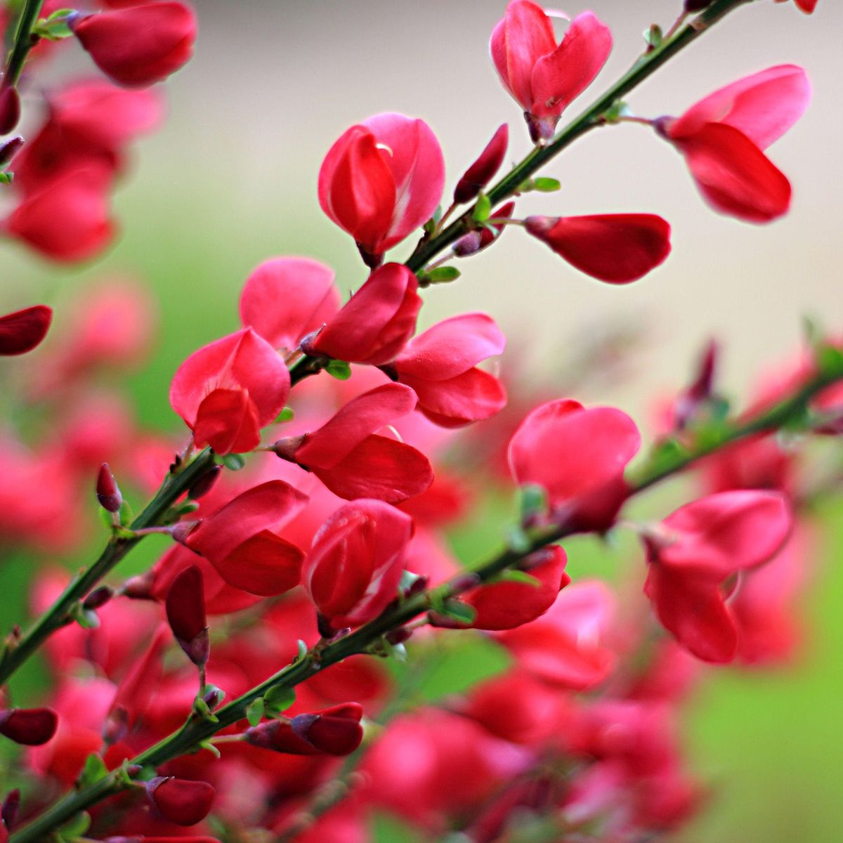 Cytisus Boskoop Ruby