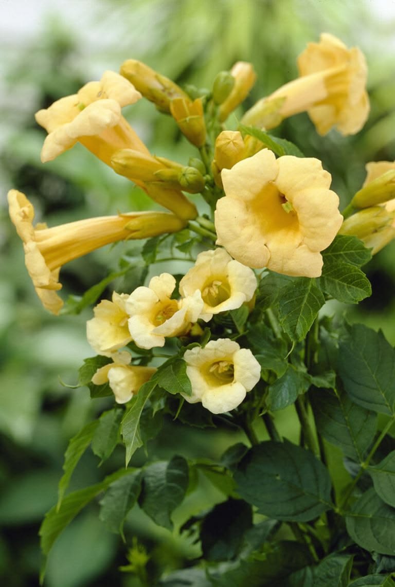 Campsis Flava