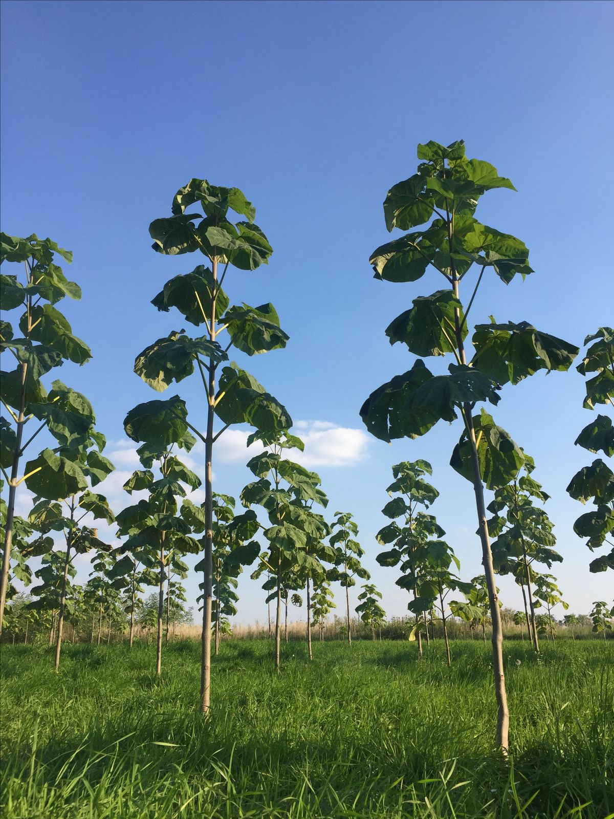 Paulownia - imagine 4