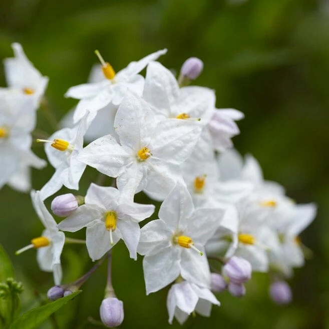 Solanum Variegatum