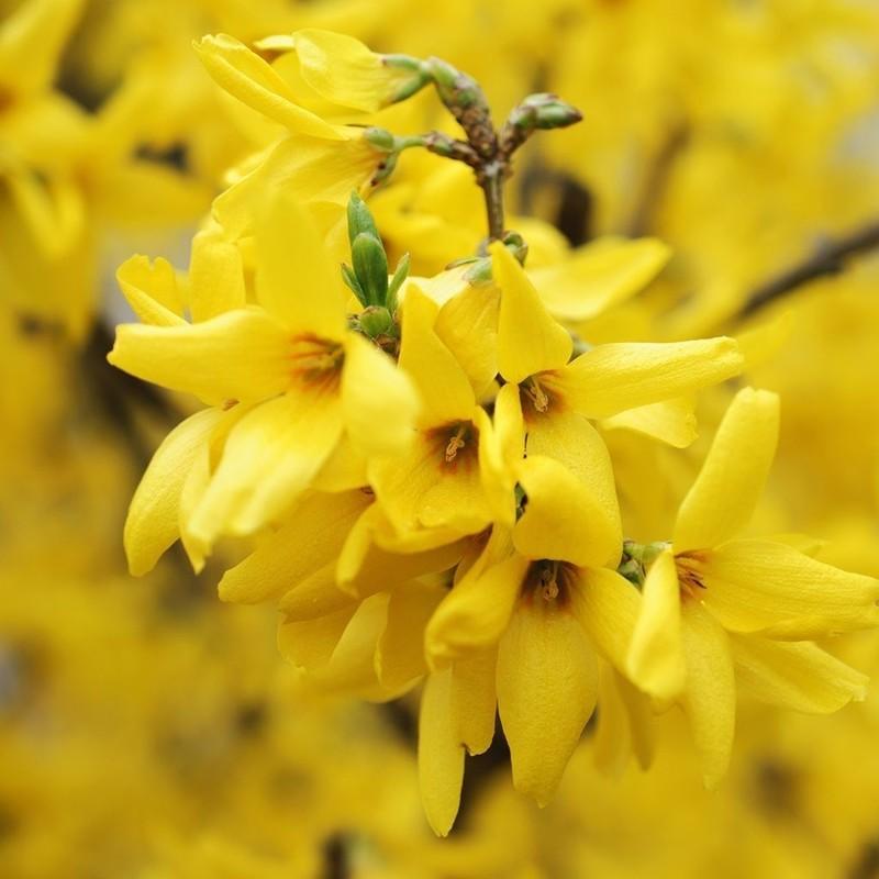 Forsythia Goldzauber