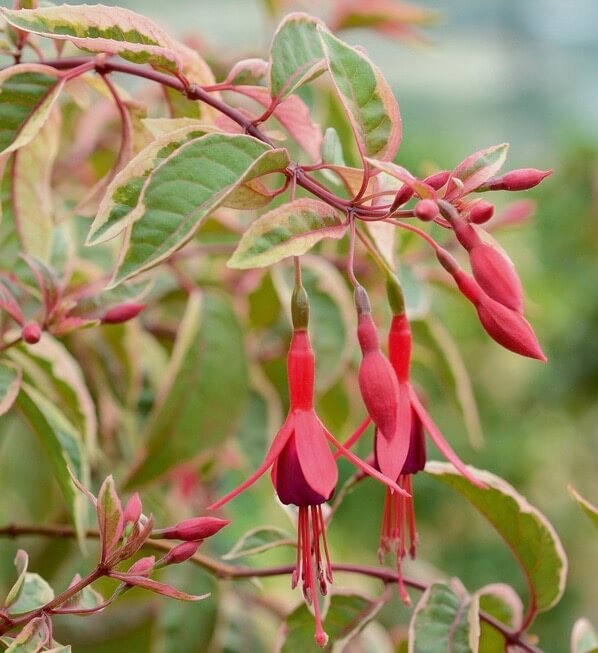 Fuchsia Tom West