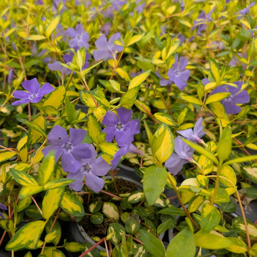 Vinca Illumination
