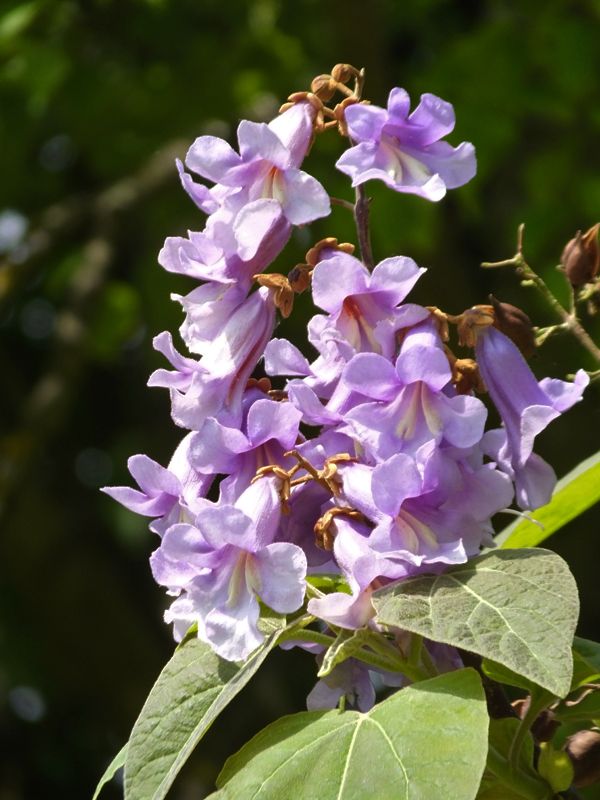 Paulownia - imagine 3