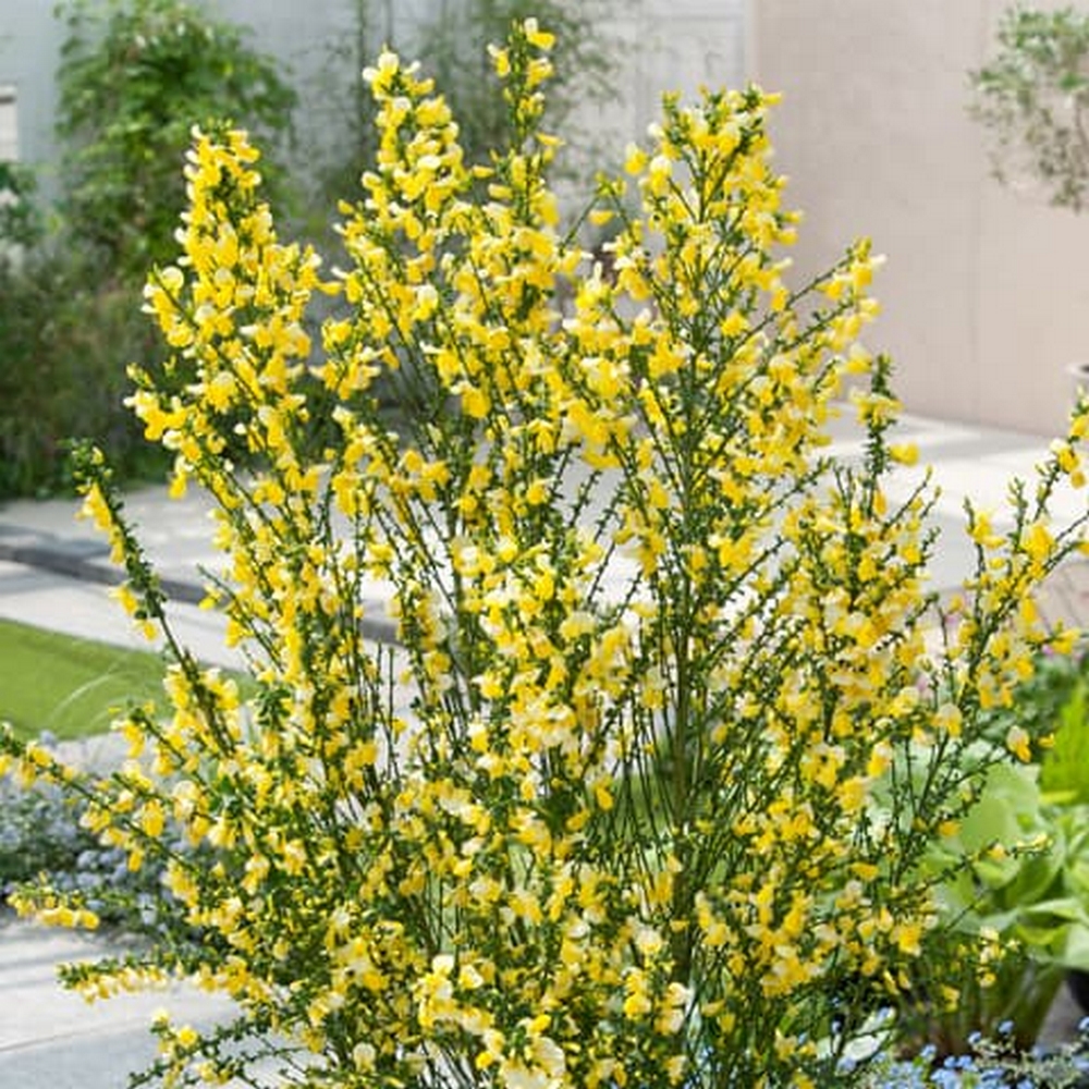 Cytisus Vanesse - imagine 3