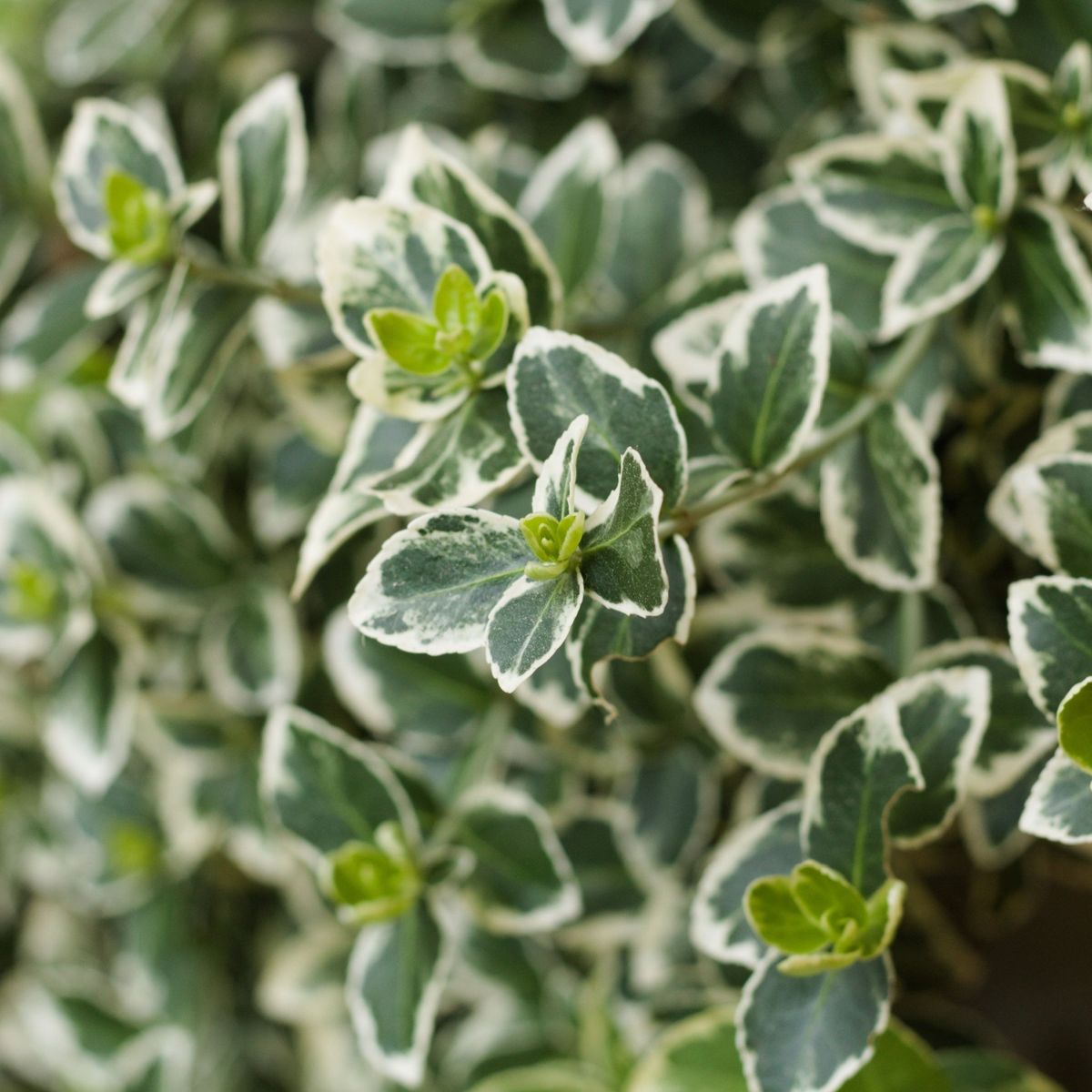 Euonymus Kathy pe picior