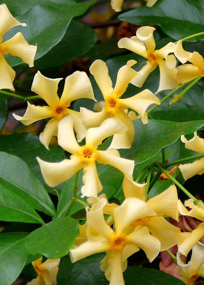 Iasomie stelată Star of Toscane