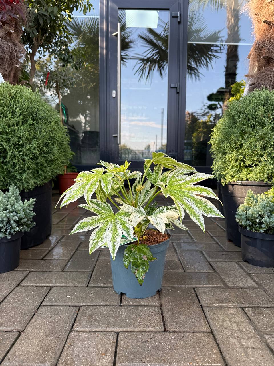Fatsia japoica Spider's Web