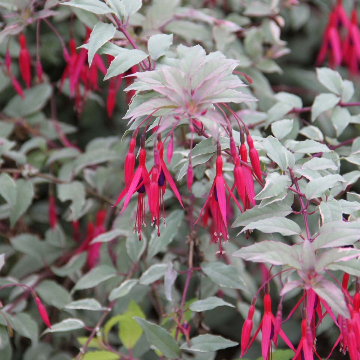 Fuchsia Versicolor