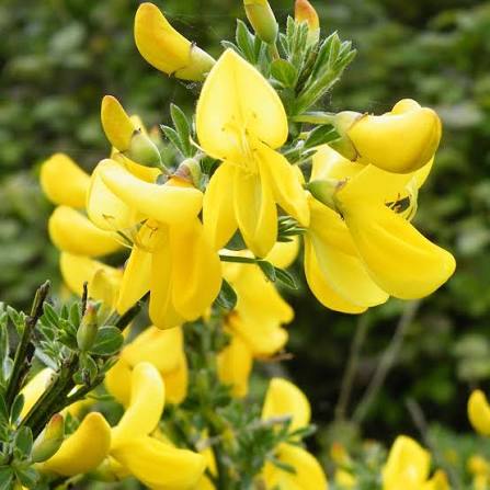 Cytisus Vanesse