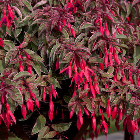 Fuchsia Tom West - imagine 3
