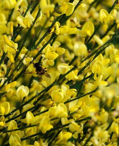 Cytisus Allgold