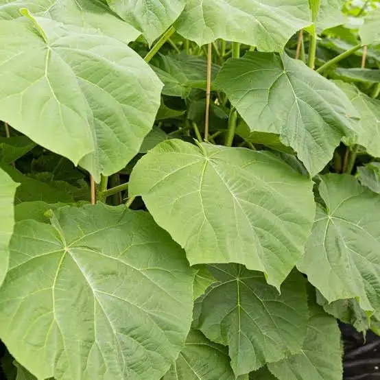 Paulownia