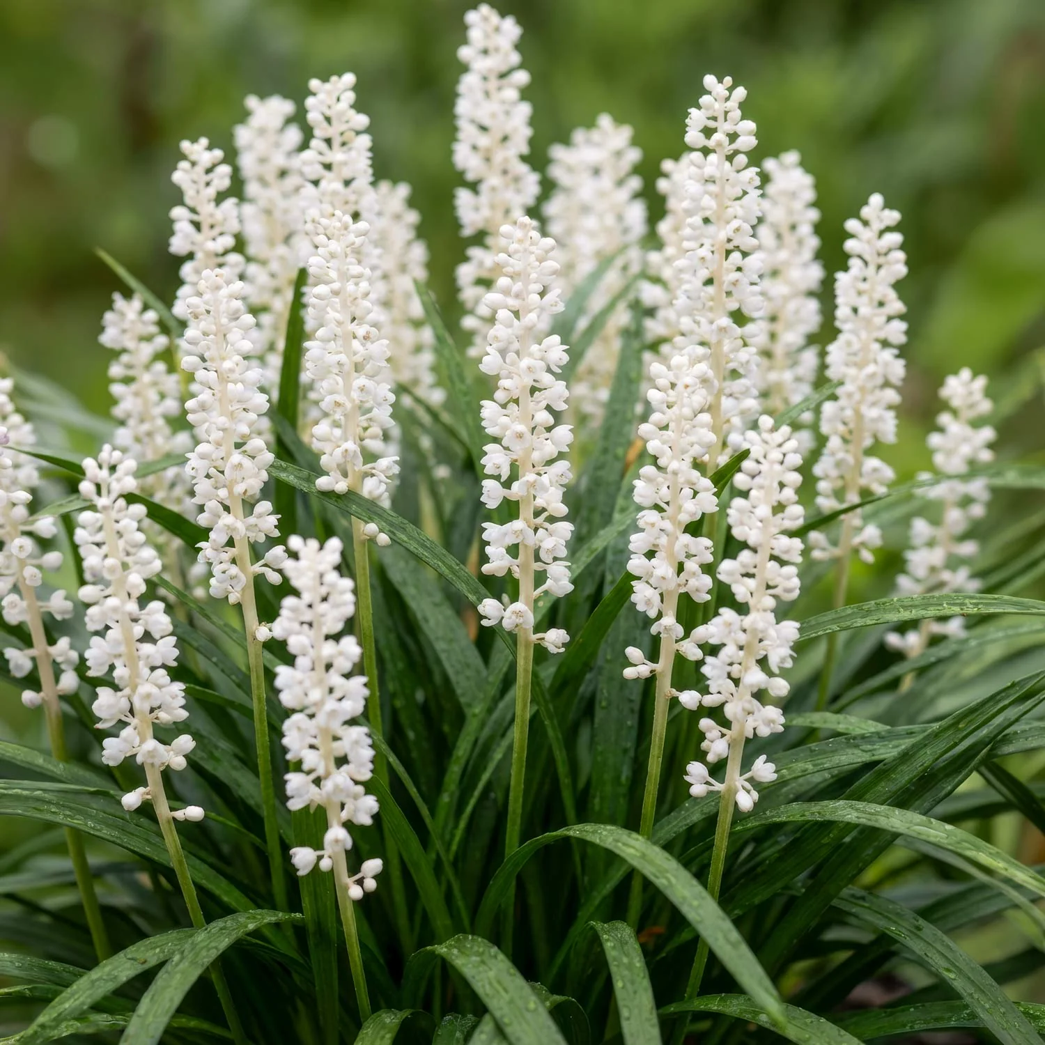 Liriope Monroe White